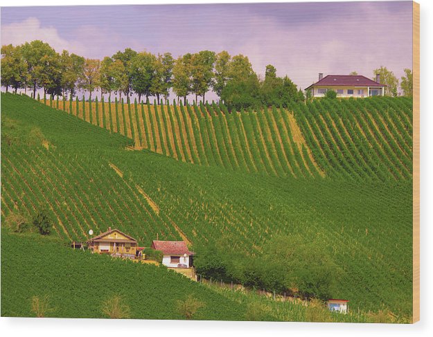 Luxembourg Vineyards Landscape  - Wood Print