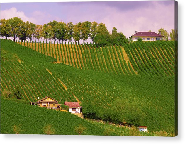 Luxembourg Vineyards Landscape  - Acrylic Print