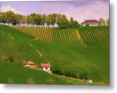 Luxembourg Vineyards Landscape  - Metal Print