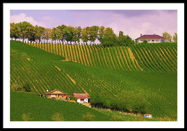 Luxembourg Vineyards Landscape  - Framed Print