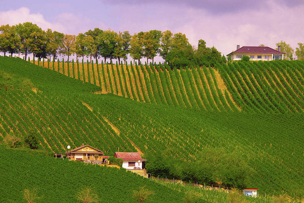 Luxembourg Vineyards Landscape  - Art Print