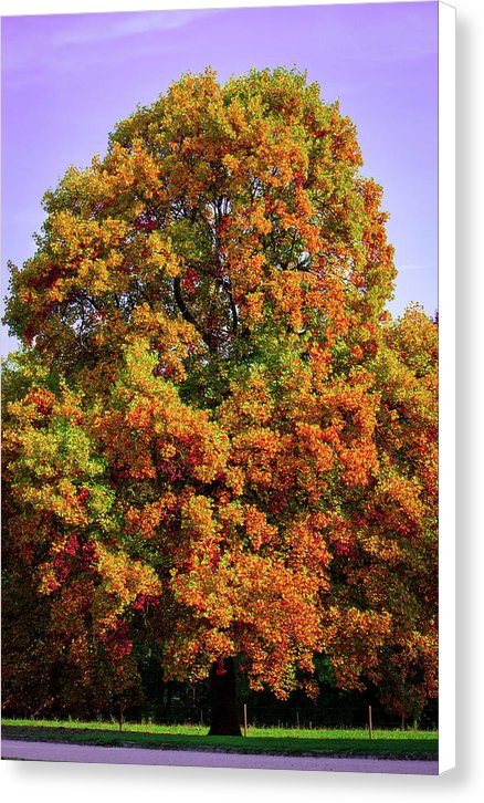Nature In The Autumn  - Canvas Print