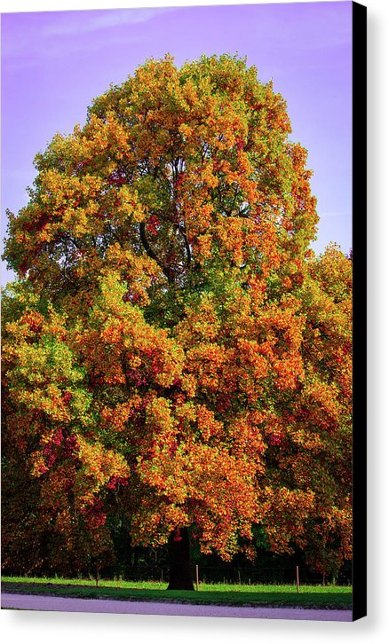 Nature In The Autumn  - Canvas Print