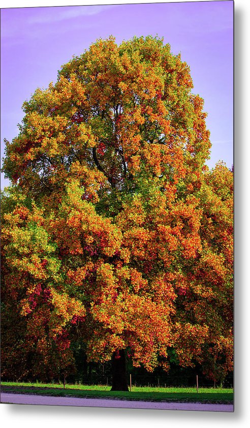 Nature In The Autumn  - Metal Print