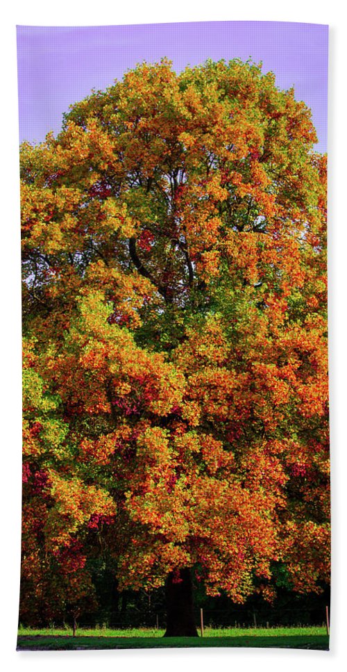 Nature In The Autumn  - Beach Towel