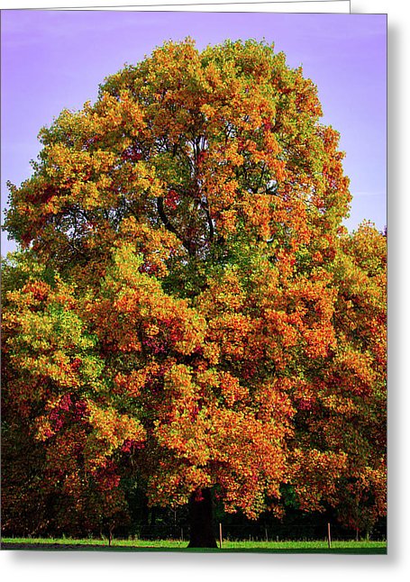 Nature In The Autumn  - Greeting Card