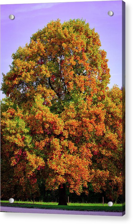 Nature In The Autumn  - Acrylic Print