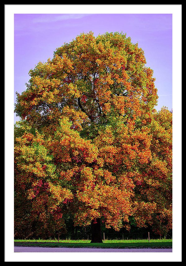 Nature In The Autumn  - Framed Print