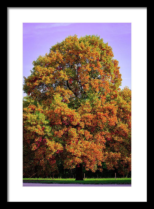 Nature In The Autumn  - Framed Print