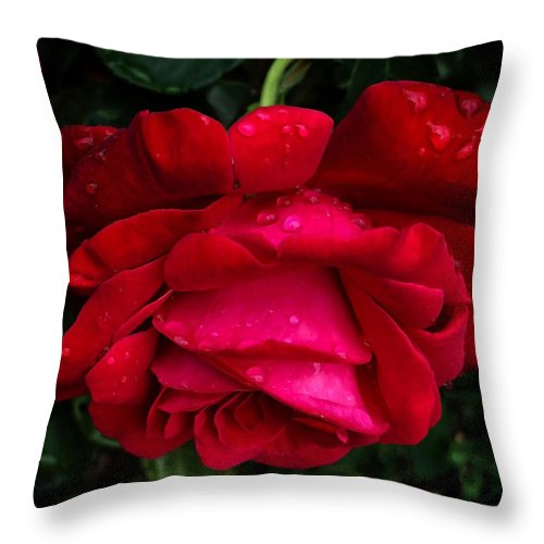 Red Rose Petals - Throw Pillow