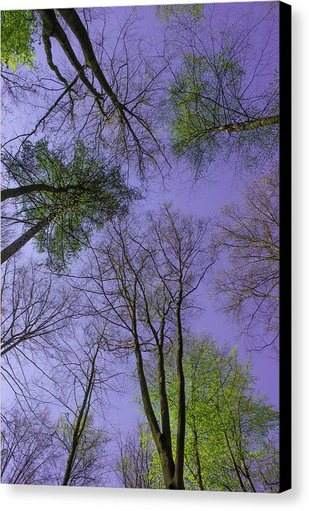 Sky Limit - Canvas Print