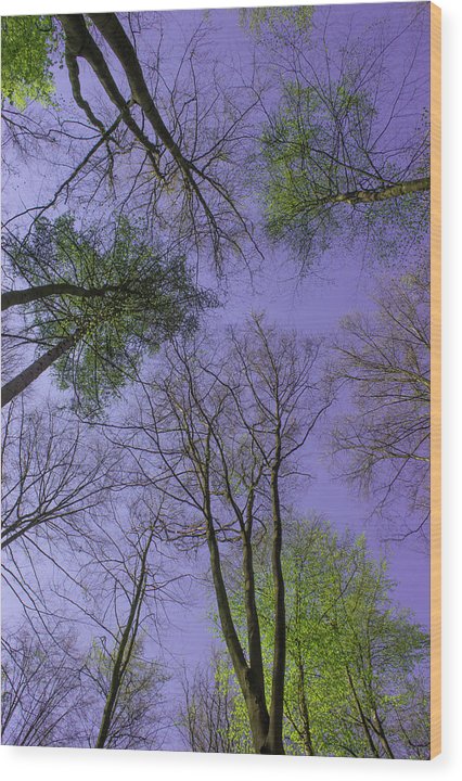Sky Limit - Wood Print