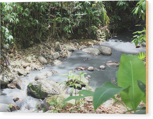 Sulphur Spring - Wood Print