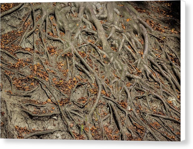 Trees' Roots - Canvas Print