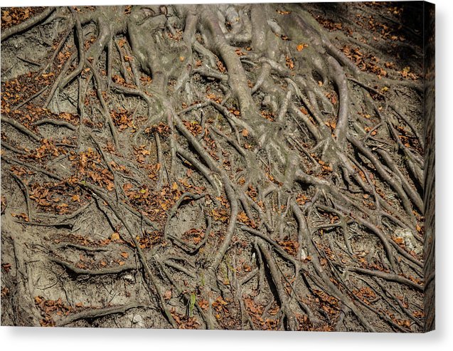 Trees' Roots - Canvas Print