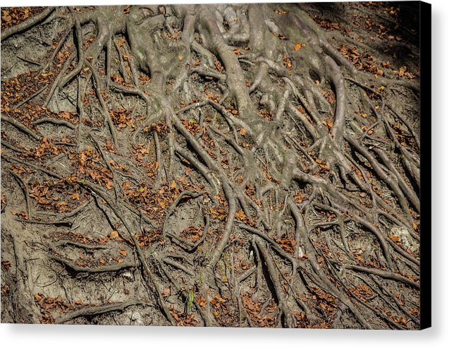 Trees' Roots - Canvas Print