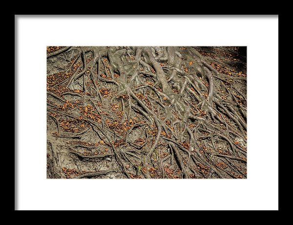 Trees' Roots - Framed Print