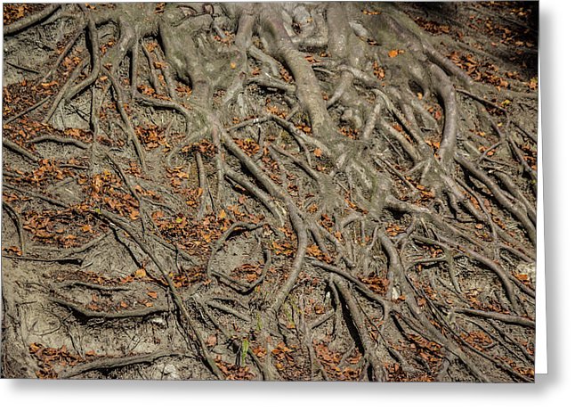 Trees' Roots - Greeting Card
