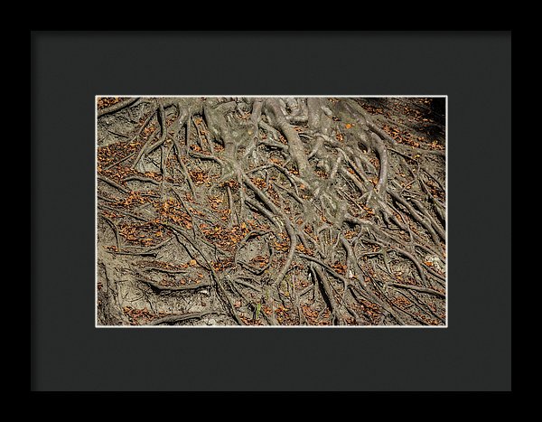 Trees' Roots - Framed Print