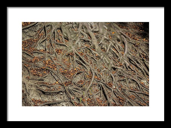 Trees' Roots - Framed Print