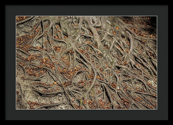 Trees' Roots - Framed Print