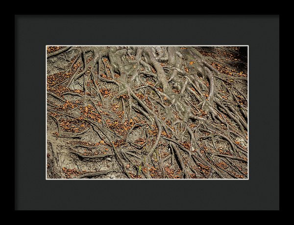 Trees' Roots - Framed Print