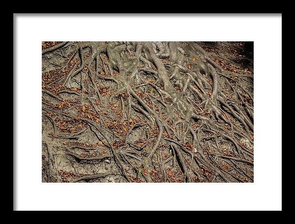 Trees' Roots - Framed Print