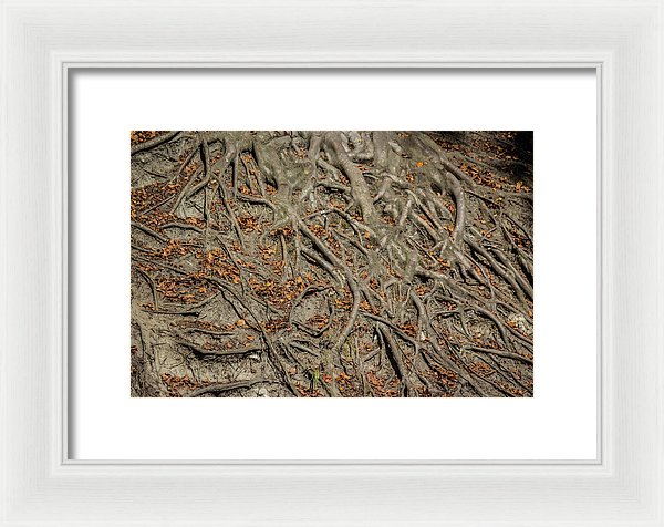 Trees' Roots - Framed Print