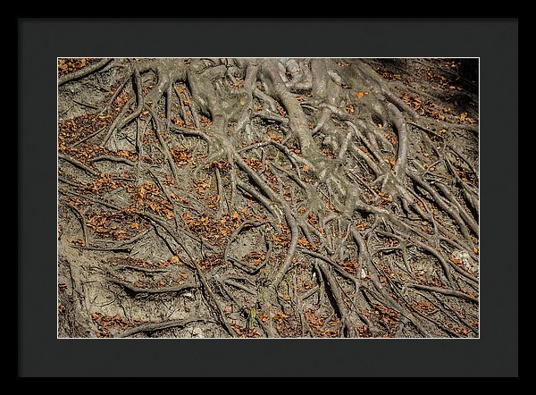 Trees' Roots - Framed Print