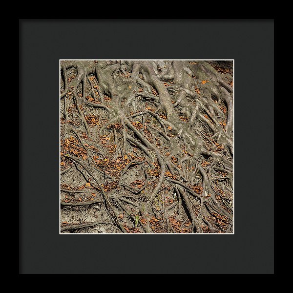 Trees' Roots - Framed Print