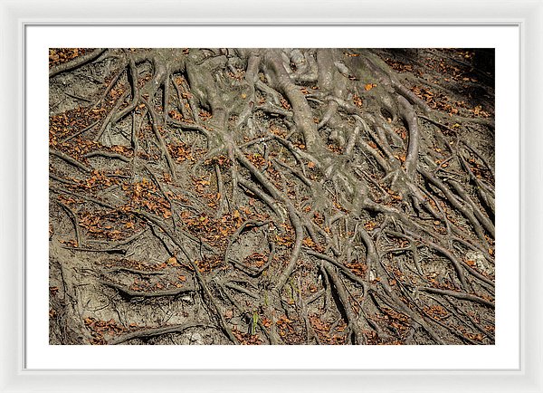 Trees' Roots - Framed Print