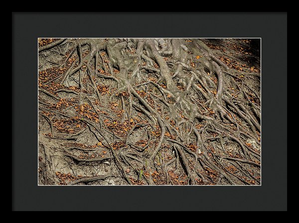 Trees' Roots - Framed Print