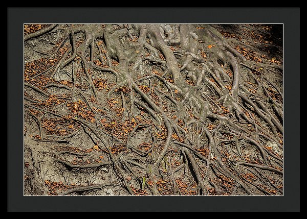 Trees' Roots - Framed Print