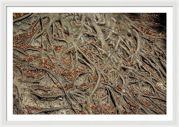 Trees' Roots - Framed Print