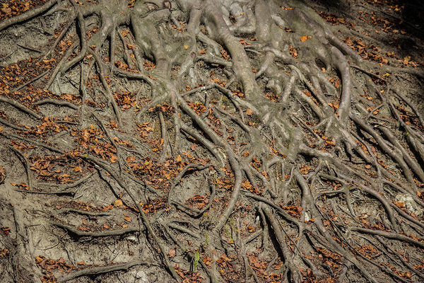 Trees' Roots - Art Print