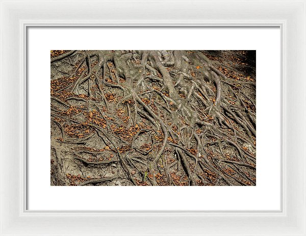 Trees' Roots - Framed Print