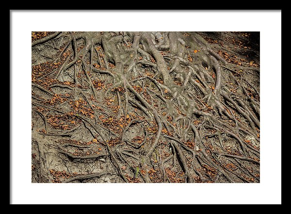 Trees' Roots - Framed Print