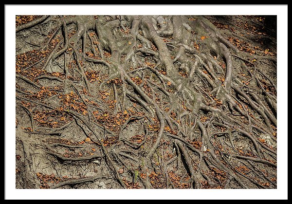 Trees' Roots - Framed Print