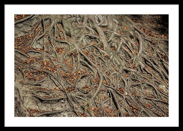 Trees' Roots - Framed Print