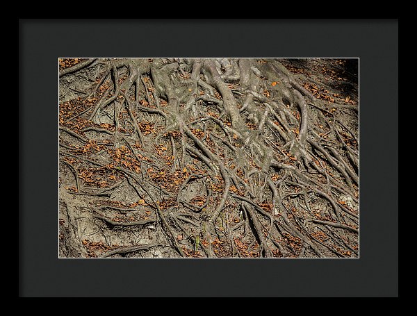 Trees' Roots - Framed Print