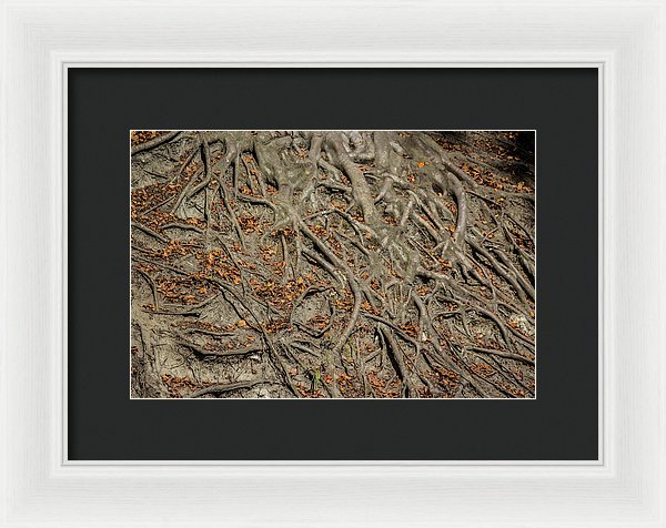 Trees' Roots - Framed Print