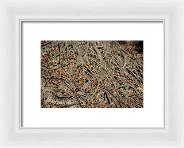 Trees' Roots - Framed Print