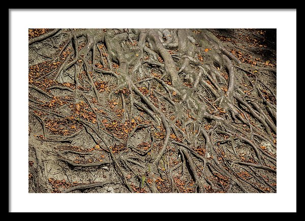 Trees' Roots - Framed Print