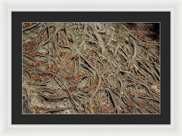 Trees' Roots - Framed Print