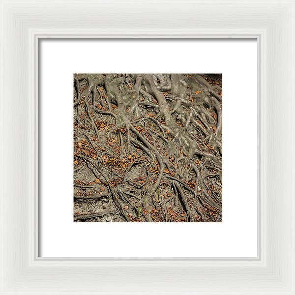 Trees' Roots - Framed Print