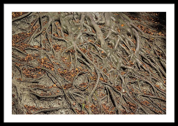 Trees' Roots - Framed Print