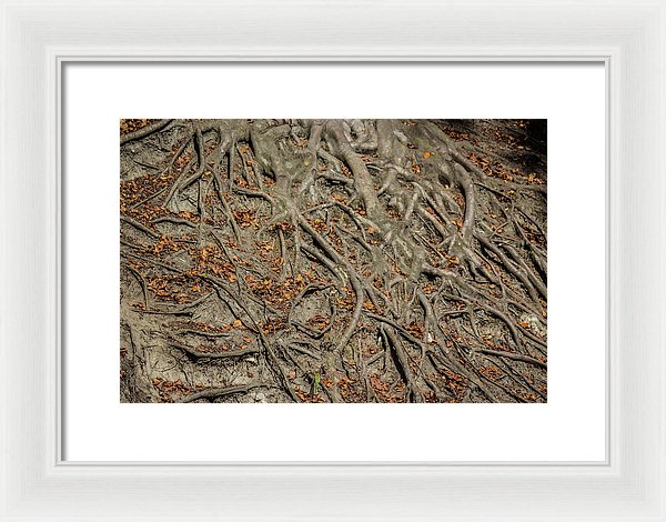 Trees' Roots - Framed Print