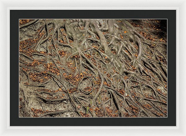 Trees' Roots - Framed Print