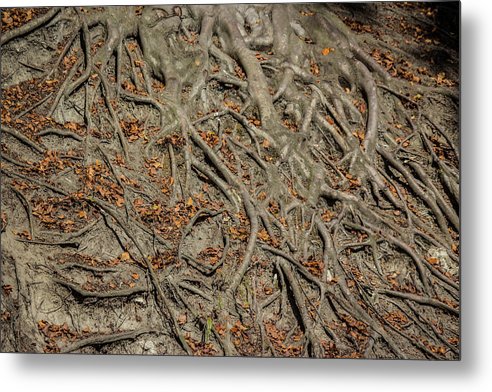 Trees' Roots - Metal Print