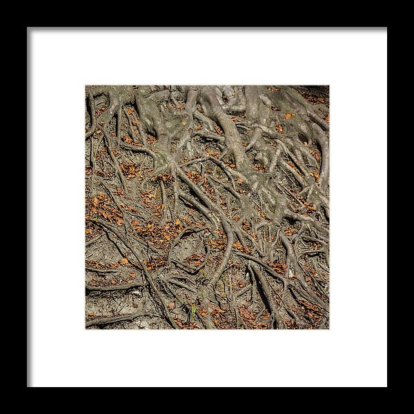 Trees' Roots - Framed Print